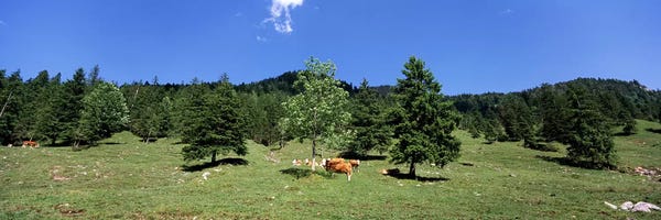 Tyrol: Herd of cows grazing in a field, Karwendel Mountains, Risstal Valley, Hinterriss, Tyrol, Austria by Panoramic Images