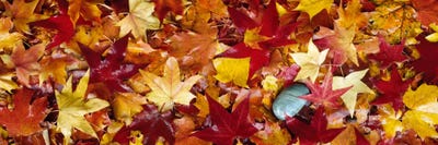 Maple leaves by Panoramic Images canvas print