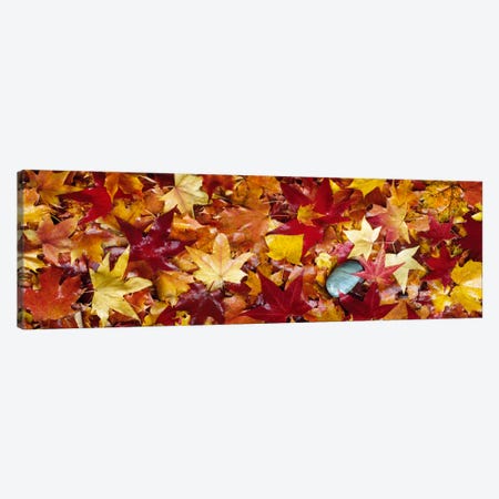 Maple leaves Canvas Print #PIM884} by Panoramic Images Art Print