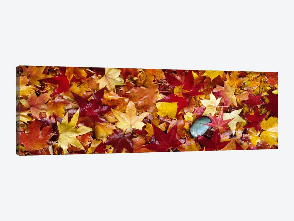 Maple leaves by Panoramic Images 1-piece Art Print