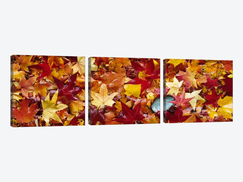 Maple leaves by Panoramic Images 3-piece Art Print