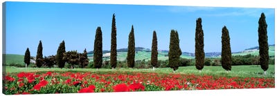 Countryside Landscape, Tuscany, Italy Canvas Art Print - Cypress Tree Art