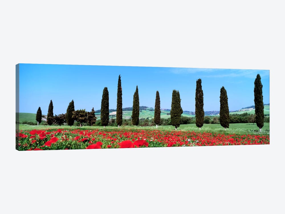 Countryside Landscape, Tuscany, Italy by Panoramic Images 1-piece Canvas Art Print