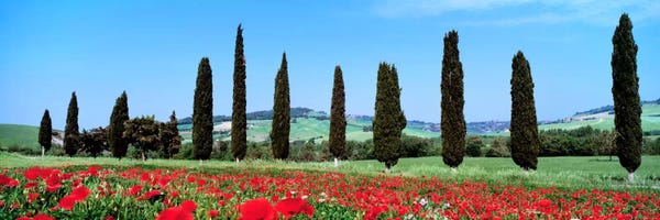 Countryside Landscape, Tuscany, Italy