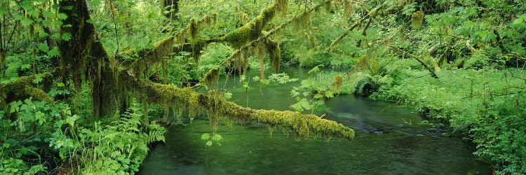 Understorey Landscape, Hoh Rainforest, Olympic National Park, Washington, USA