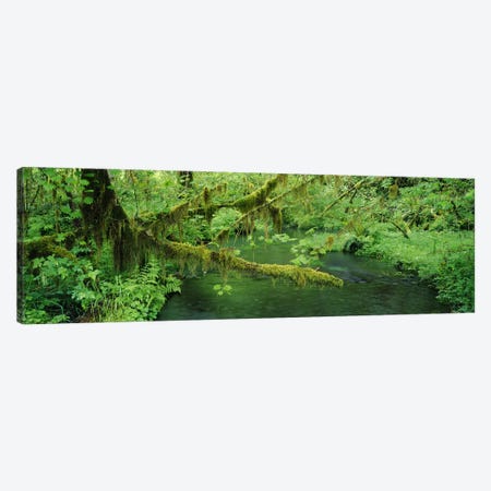Understorey Landscape, Hoh Rainforest, Olympic National Park, Washington, USA Canvas Print #PIM8968} by Panoramic Images Canvas Artwork