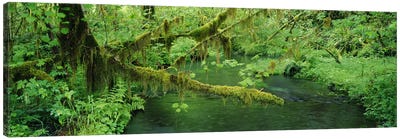 Understorey Landscape, Hoh Rainforest, Olympic National Park, Washington, USA Canvas Art Print - Olympic National Park Art