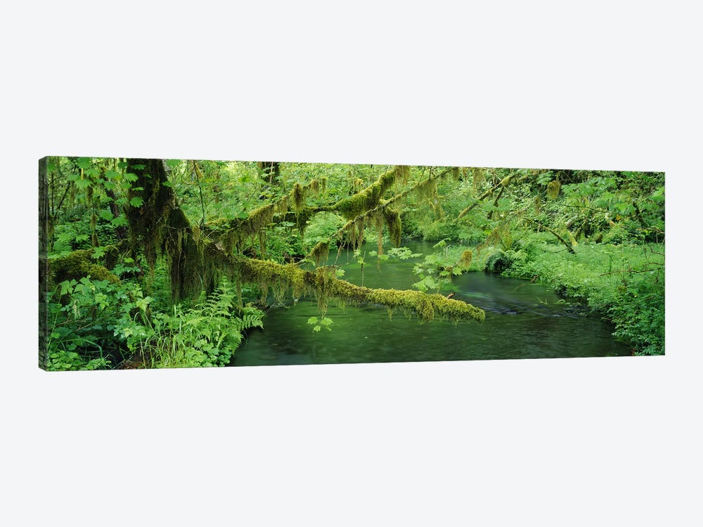 Understorey Landscape, Hoh Rainforest, Olympic National Park, Washington, USA by Panoramic Images 1-piece Art Print