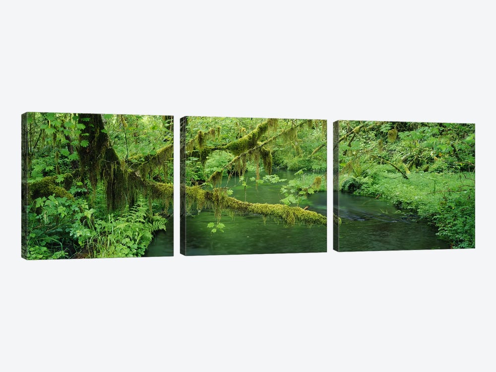 Understorey Landscape, Hoh Rainforest, Olympic National Park, Washington, USA by Panoramic Images 3-piece Art Print