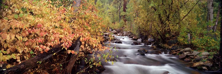 Stream flowing through a forest