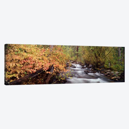 Stream flowing through a forest Canvas Print #PIM9031} by Panoramic Images Canvas Art Print