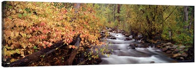 Stream flowing through a forest Canvas Art Print - River, Creek & Stream Art