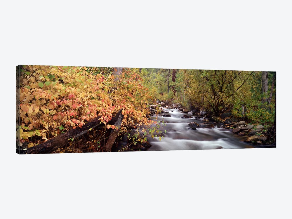 Stream flowing through a forest by Panoramic Images 1-piece Art Print