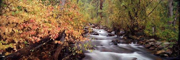 Stream flowing through a forest