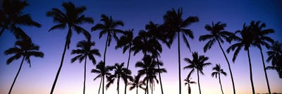 Silhouettes of palm trees at sunset by Panoramic Images canvas print