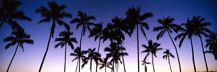 Silhouettes of palm trees at sunset