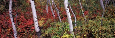 Trees in a forest by Panoramic Images canvas print