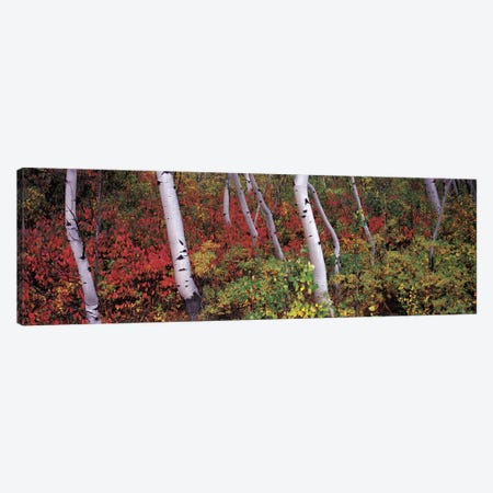 Trees in a forest Canvas Print #PIM9072} by Panoramic Images Canvas Print