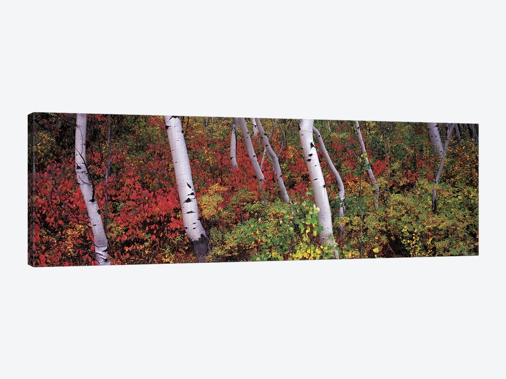 Trees in a forest by Panoramic Images 1-piece Canvas Art