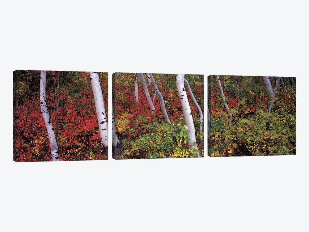 Trees in a forest by Panoramic Images 3-piece Canvas Art