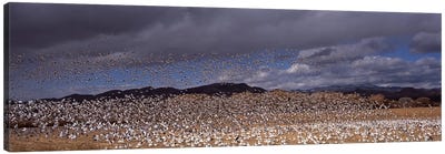 Flock of Snow geese (Chen caerulescens) flyingBosque Del Apache National Wildlife Reserve, Socorro County, New Mexico, USA Canvas Art Print - New Mexico Art