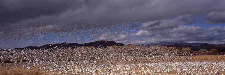 Flock of Snow geese (Chen caerulescens) flyingBosque Del Apache National Wildlife Reserve, Socorro County, New Mexico, USA