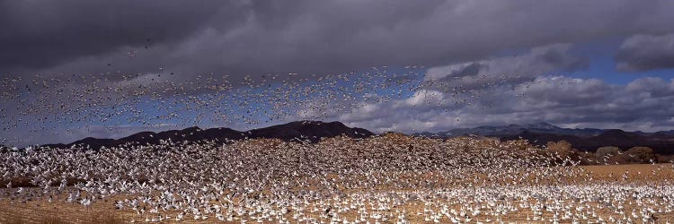 Flock of Snow geese (Chen caerulescens) flyingBosque Del Apache National Wildlife Reserve, Socorro County, New Mexico, USA by Panoramic Images wall art