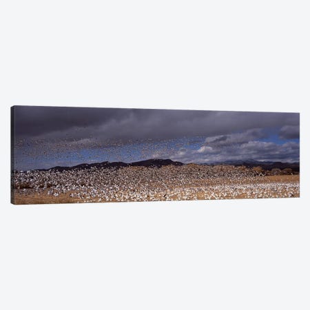 Flock of Snow geese (Chen caerulescens) flyingBosque Del Apache National Wildlife Reserve, Socorro County, New Mexico, USA Canvas Print #PIM9082} by Panoramic Images Canvas Art