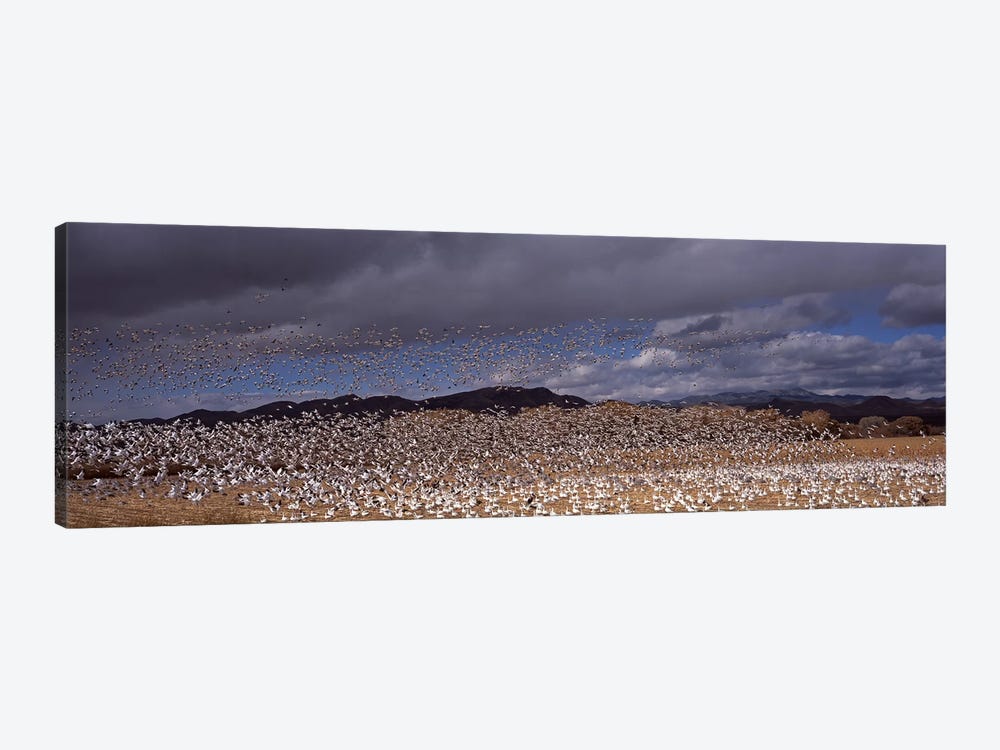 Flock of Snow geese (Chen caerulescens) flyingBosque Del Apache National Wildlife Reserve, Socorro County, New Mexico, USA by Panoramic Images 1-piece Canvas Art Print