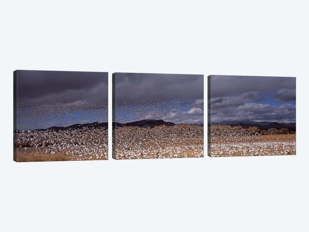 Flock of Snow geese (Chen caerulescens) flyingBosque Del Apache National Wildlife Reserve, Socorro County, New Mexico, USA by Panoramic Images 3-piece Canvas Art Print