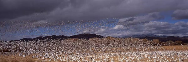 Socorro: Flock of Snow geese (Chen caerulescens) flyingBosque Del Apache National Wildlife Reserve, Socorro County, New Mexico, USA by Panoramic Images