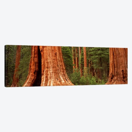 Giant sequoia trees in a forest, California, USA Canvas Print #PIM9088} by Panoramic Images Canvas Artwork