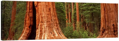 Giant sequoia trees in a forest, California, USA Canvas Art Print