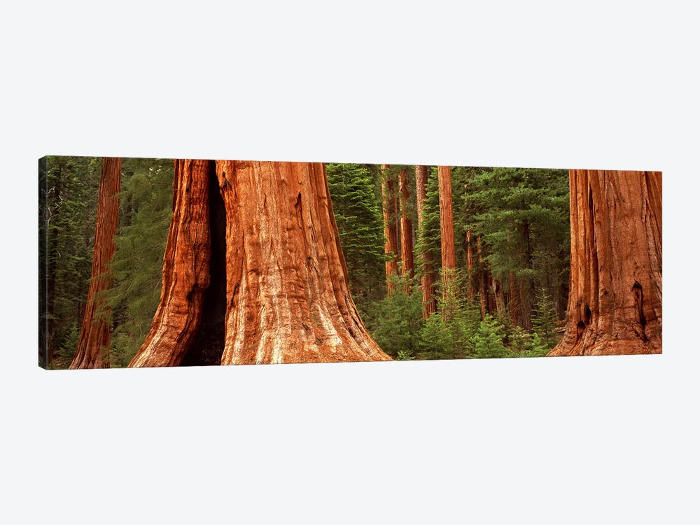 Giant sequoia trees in a forest, California, USA 1-piece Canvas Print