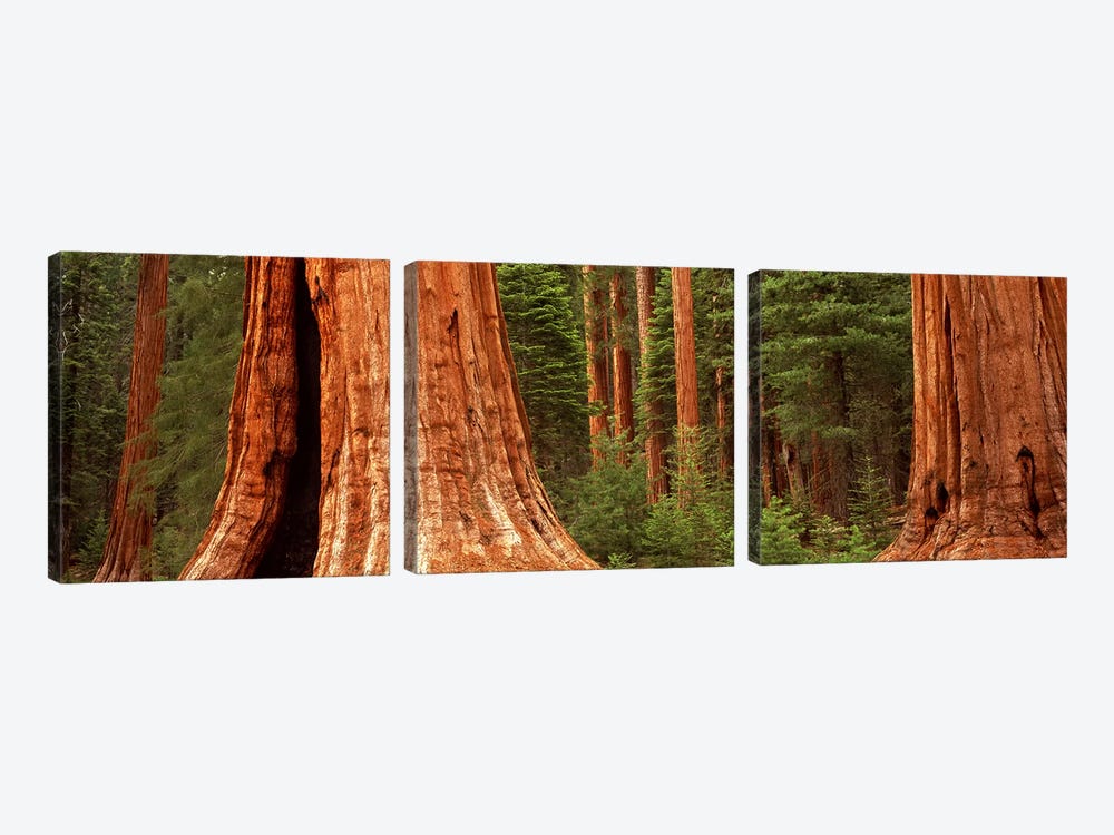 Giant sequoia trees in a forest, California, USA by Panoramic Images 3-piece Canvas Print