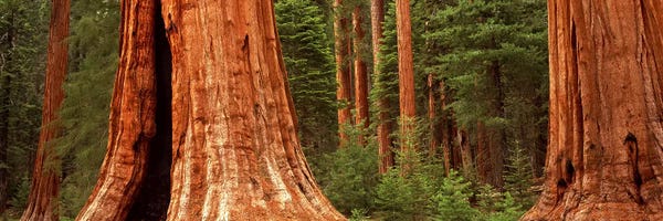 Large Scenic & Landscape Art - Canvas Prints: Giant sequoia trees in a forest, California, USA by Panoramic Images