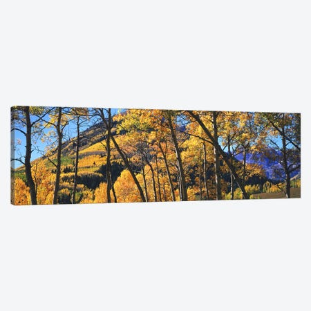 Aspen trees in autumn with mountain in the background, Maroon Bells, Elk Mountains, Pitkin County, Colorado, USA Canvas Print #PIM9093} by Panoramic Images Art Print