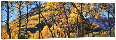 Aspen trees in autumn with mountain in the background, Maroon Bells, Elk Mountains, Pitkin County, Colorado, USA Canvas Art Print - Colorado Art
