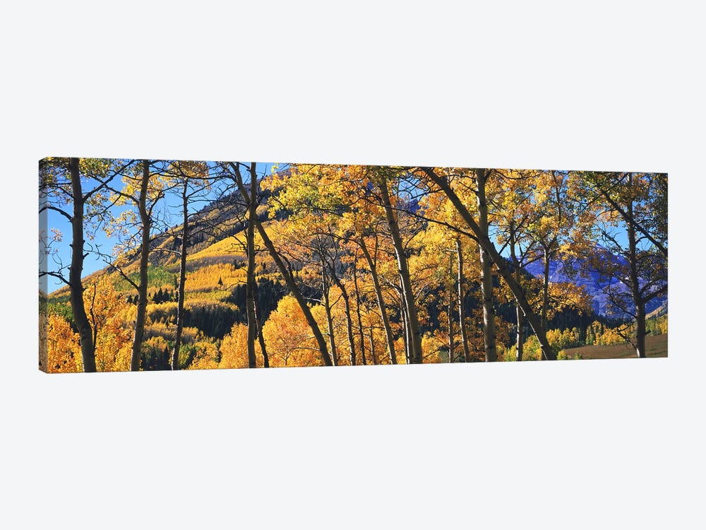 Aspen trees in autumn with mountain in the background, Maroon Bells, Elk Mountains, Pitkin County, Colorado, USA by Panoramic Images 1-piece Canvas Art Print