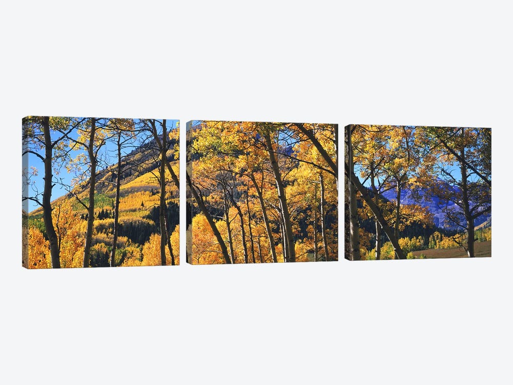 Aspen trees in autumn with mountain in the background, Maroon Bells, Elk Mountains, Pitkin County, Colorado, USA 3-piece Canvas Art Print
