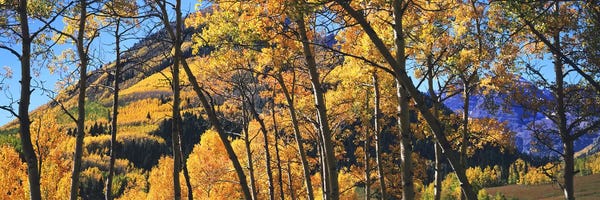 Colorado: Aspen trees in autumn with mountain in the background, Maroon Bells, Elk Mountains, Pitkin County, Colorado, USA by Panoramic Images