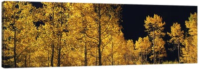 Aspen trees in autumn, Colorado, USA #6 Canvas Art Print - Aspen Tree Art