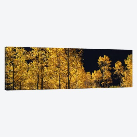 Aspen trees in autumn, Colorado, USA #6 Canvas Print #PIM9094} by Panoramic Images Canvas Wall Art