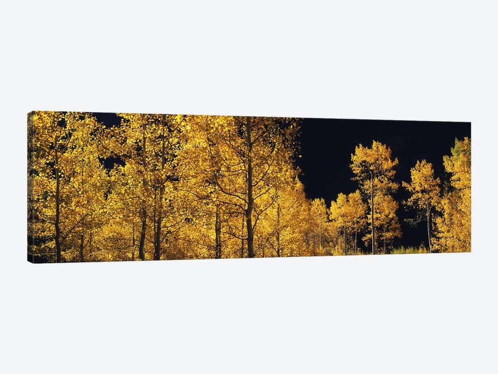 Aspen trees in autumn, Colorado, USA #6 by Panoramic Images 1-piece Canvas Wall Art