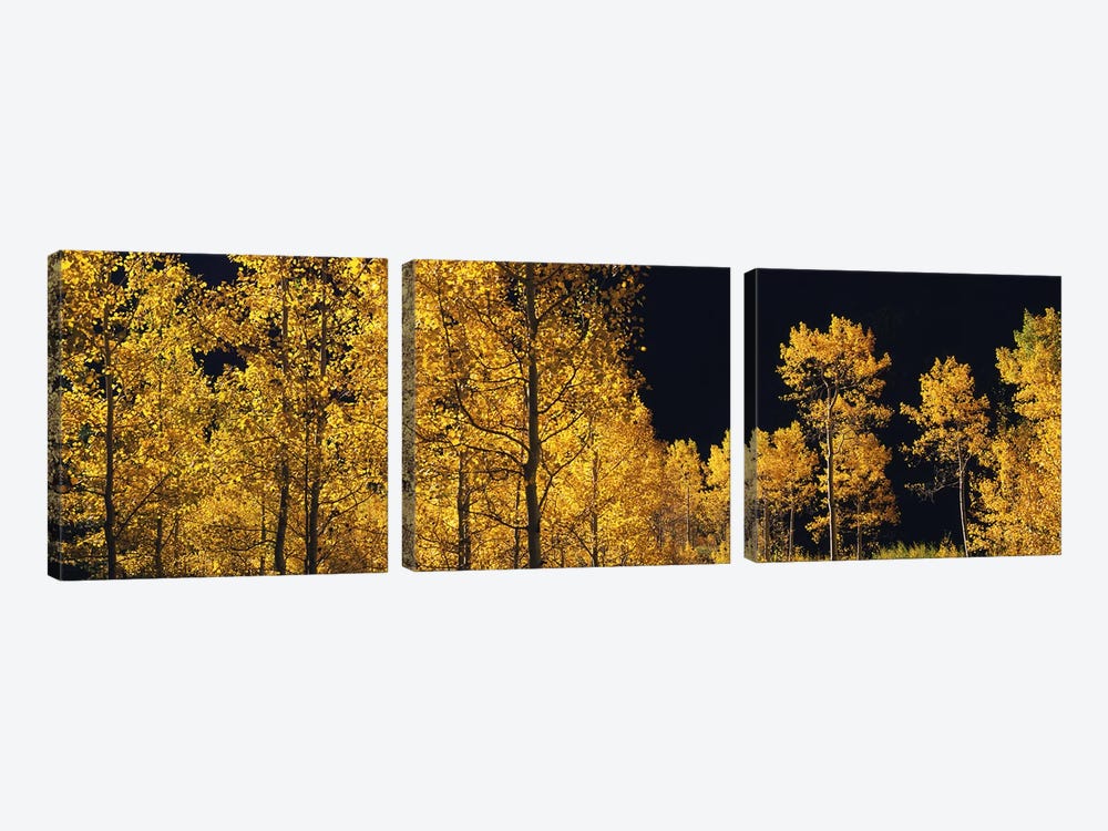 Aspen trees in autumn, Colorado, USA #6 by Panoramic Images 3-piece Canvas Art
