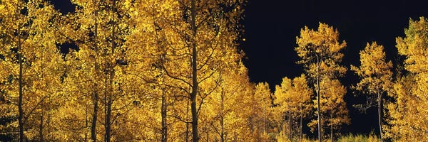 Aspen Trees: Aspen trees in autumn, Colorado, USA #6 by Panoramic Images