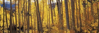 Aspen trees in autumn, Colorado, USA #2 by Panoramic Images multi panel art
