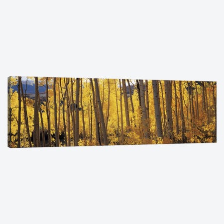 Aspen trees in autumn, Colorado, USA #2 Canvas Print #PIM9095} by Panoramic Images Canvas Wall Art