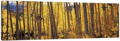 Aspen trees in autumn, Colorado, USA #2 Canvas Art Print - Forest Art