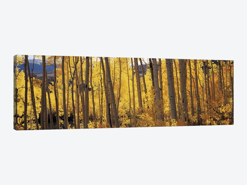 Aspen trees in autumn, Colorado, USA #2 1-piece Canvas Print